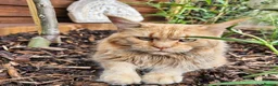 Maine Coon cats for sale: 7 GORGEOUS MAINE COON BOYS - Advert 4