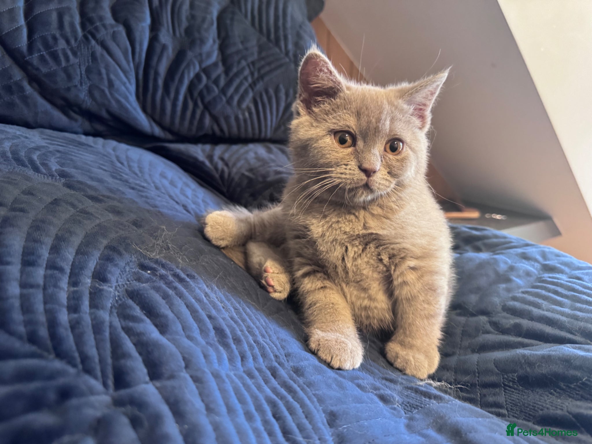 British Shorthair cats for sale: Pedigree British Short Hair kitten  - Advert 3