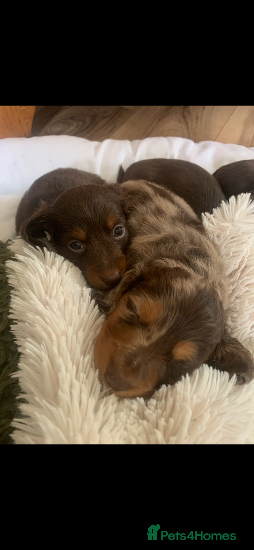 Dachshund dogs Miniature pedigree dachshund puppies  - Advert 20