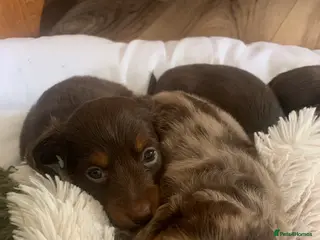 Dachshund dogs Miniature pedigree dachshund puppies - Advert 20