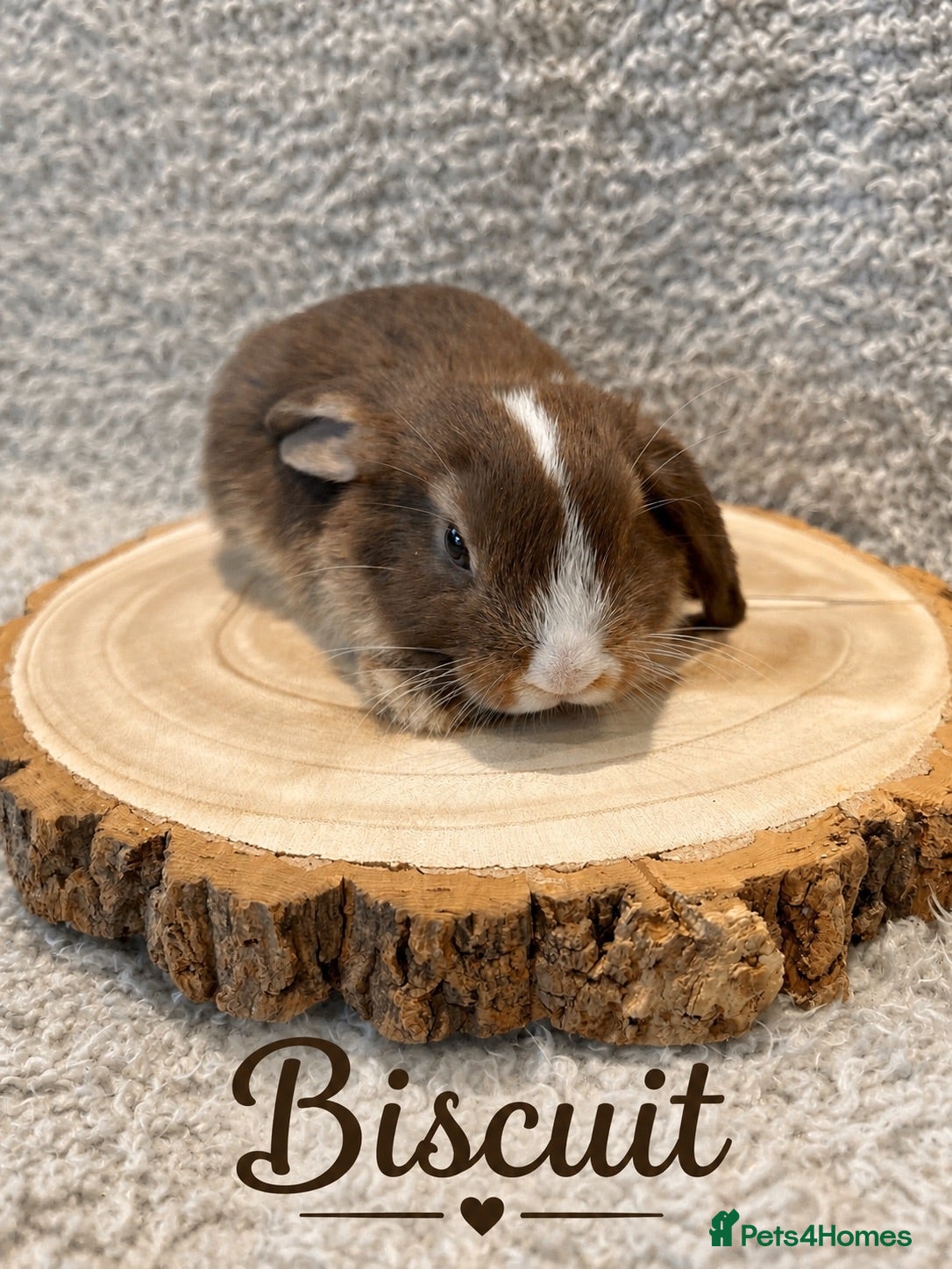 Mini Lop rabbits 🐰 Mini Lop Bunnies Looking for Loving Homes 🐰 - Advert 1