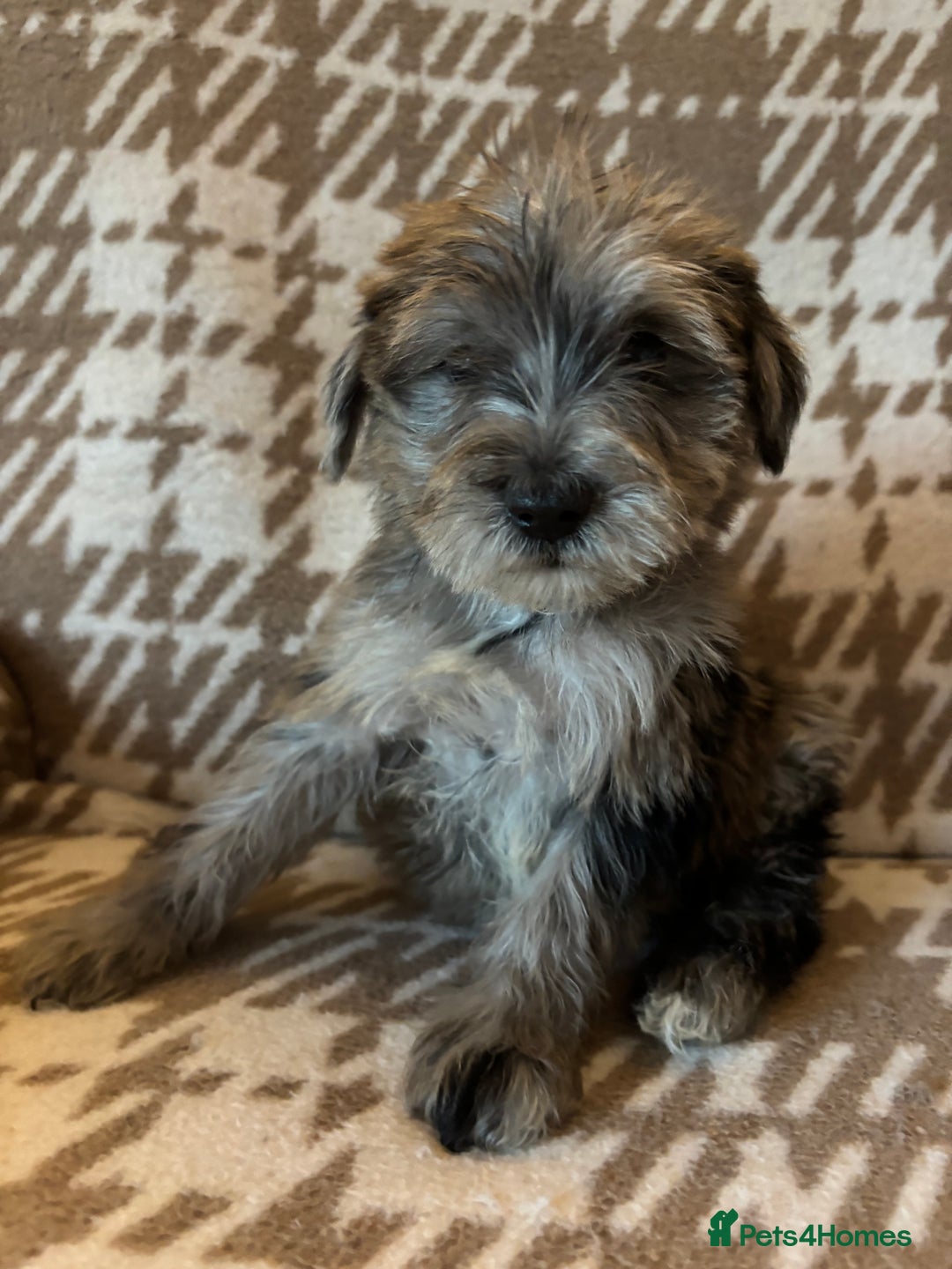 Mixed Breed dogs for sale: Truly special Schnoodle pups *unique colouring* - Advert 9