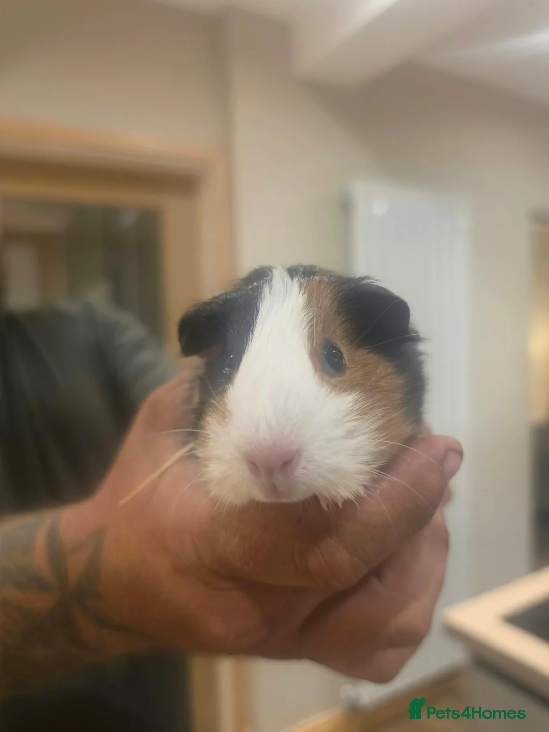 Guinea Pig rodents for sale: 4 baby guinea pigs 8 weeks old in Stanley - Advert 2