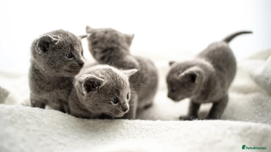 Russian Blue cats for sale: *One Beautiful Russian Blue Male Kitten Left!* - Advert 4