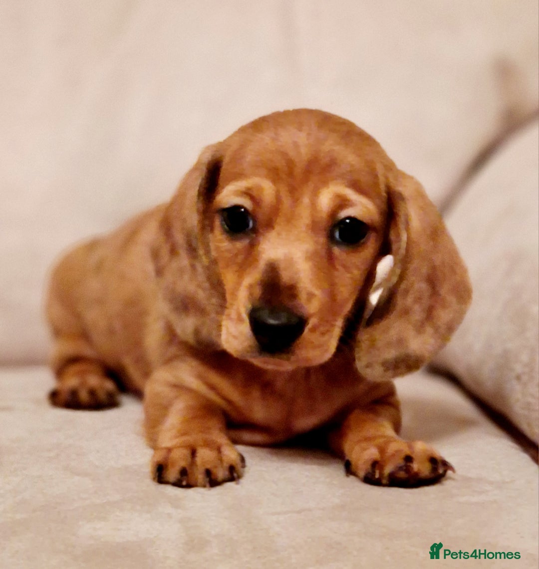 Miniature Dachshund dogs for sale: Miniature Dachshund  - Advert 3
