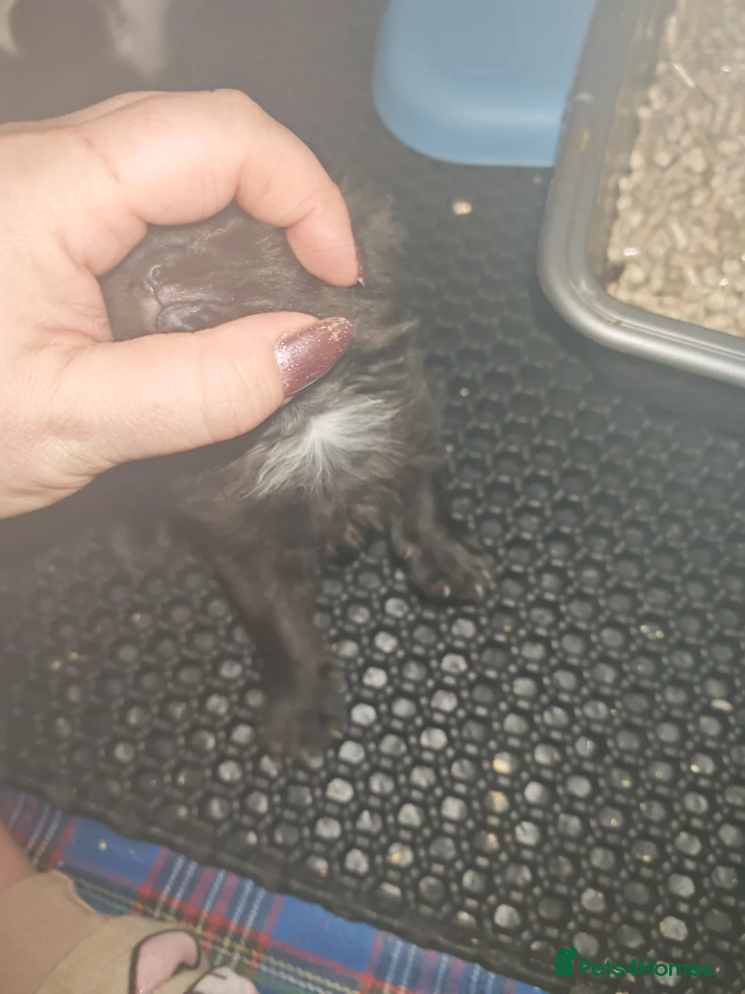 Mixed Breed cats for sale: Beautiful boy  - Advert 12