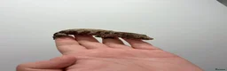 Gecko reptiles for sale: NEW CALEDONIAN GIANT GECKO JUNIORS  - Advert 4