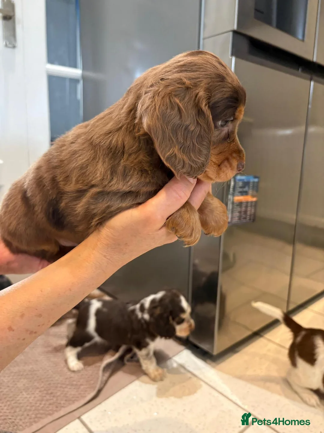 Cocker Spaniel dogs for sale: 100% Pedigree full show type DNA health tested  in Worksop - Advert 4