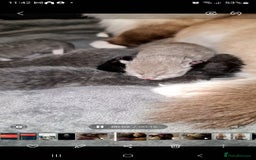 Ragdoll cats for sale: Seal mitted ragdoll/lilac bsh mix - Image 4