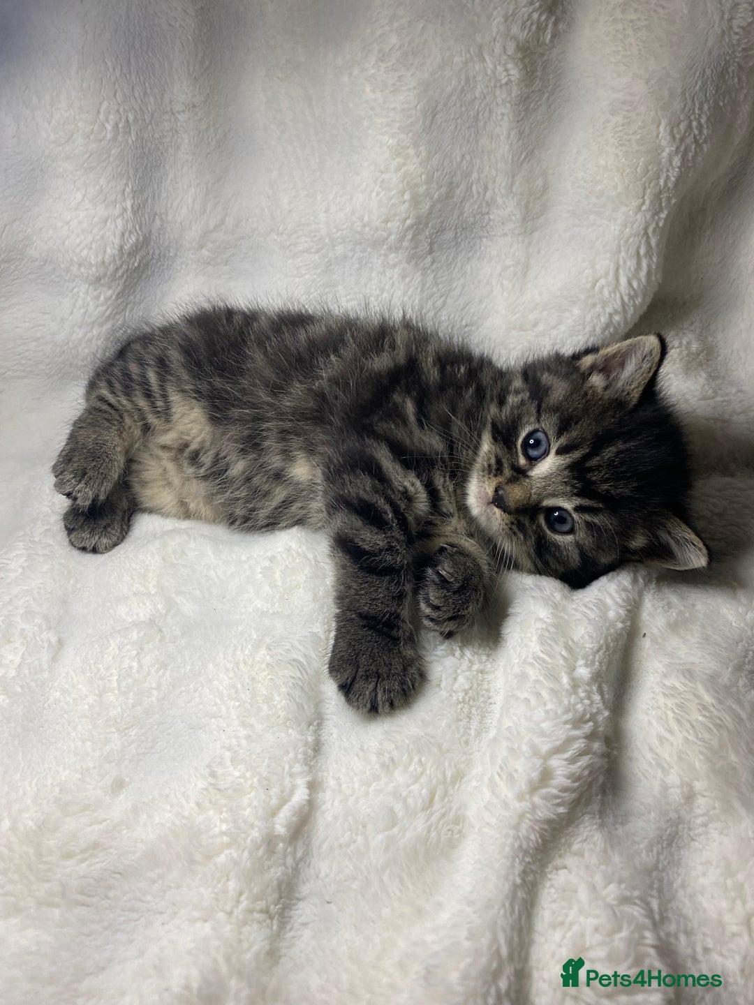 American Shorthair cats for sale: Grey Adorable Kitten Awaiting Its Forever Home🏡 - Advert 4