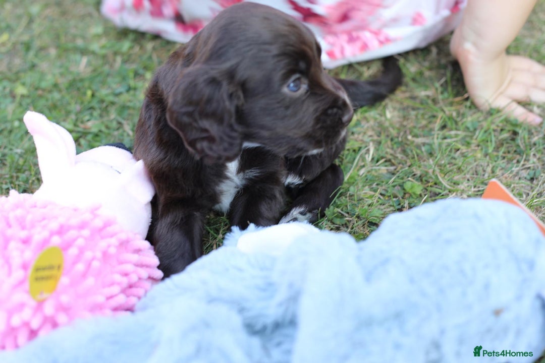 Cocker Spaniel dogs for sale: Adorable cocker spaniel puppies  - Image 9
