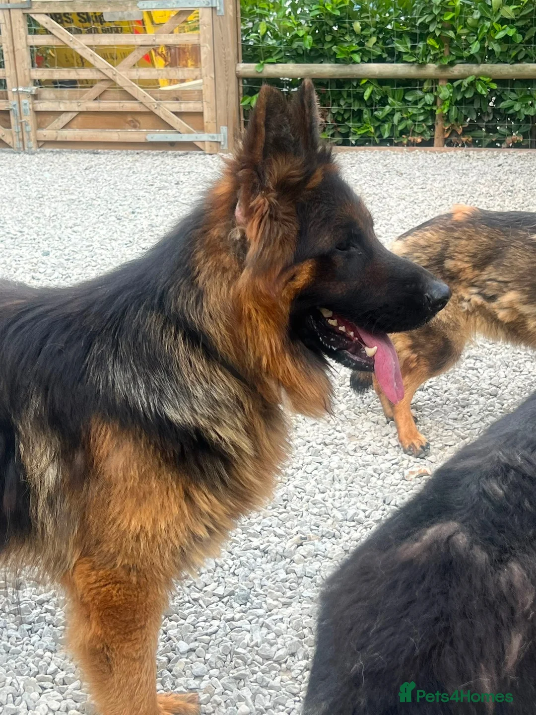 German Shepherd dogs for sale: Make Black and Tan German shepherd for sale  - Advert 2