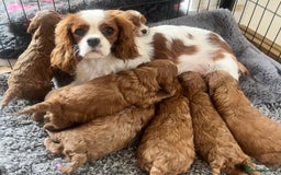 Cavapoo dogs for sale: CAVAPOO’s toy size (reds) - Image 1