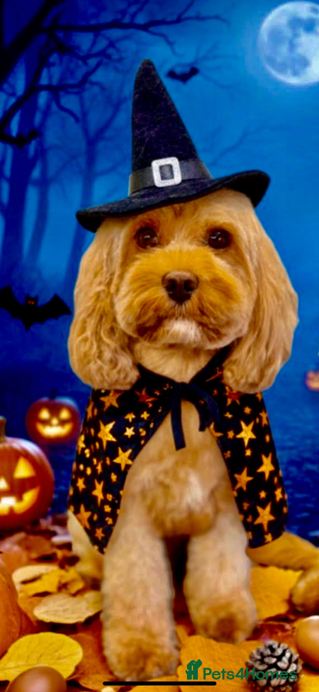 Cavapoo dogs for sale: Extensively health tested toy cavapoos red  - Advert 4