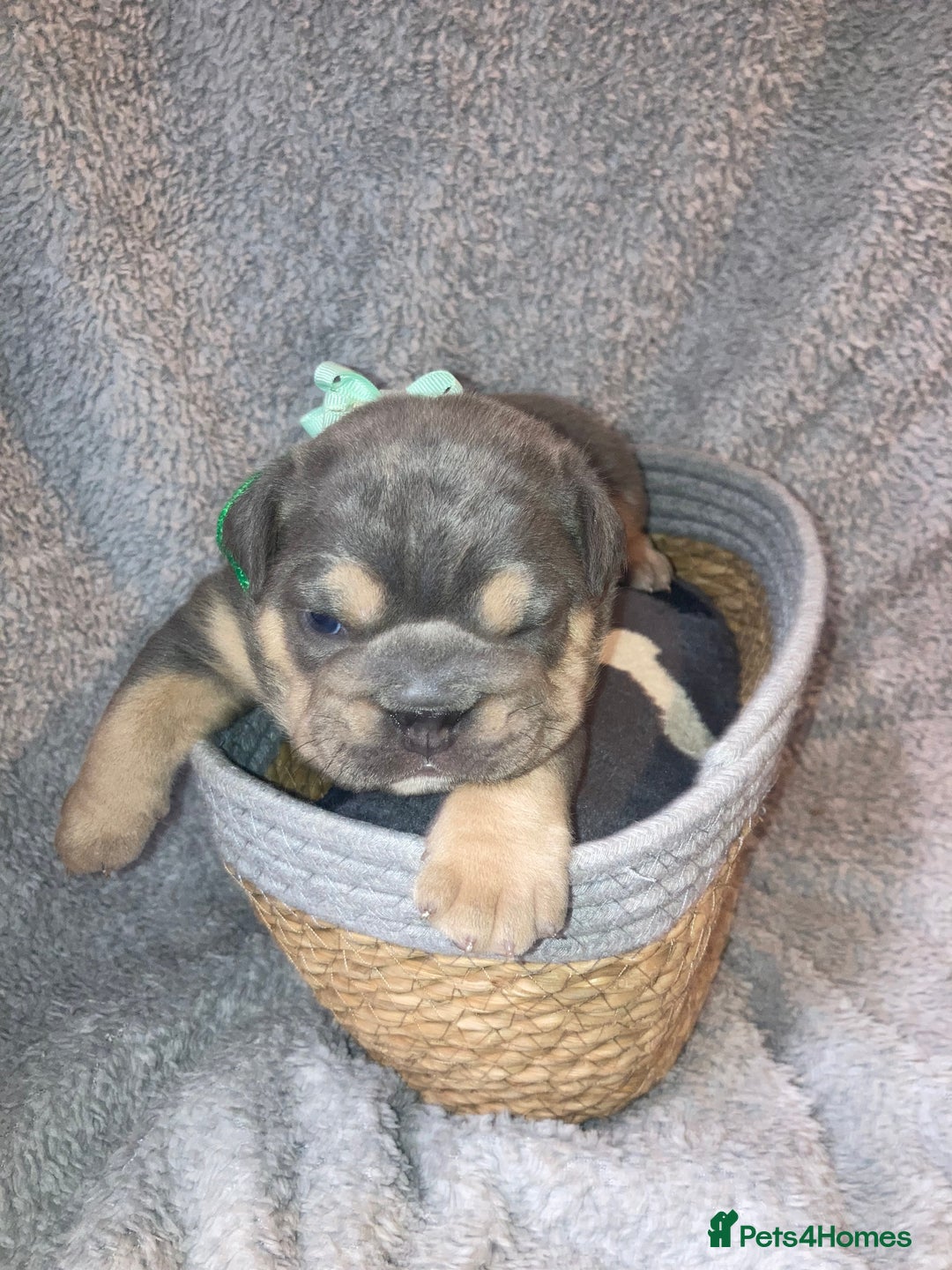 Old Tyme Bulldog dogs for sale: New English bulldogs available  - Image 10