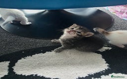 Mixed Breed cats for sale: Beautiful kittens  - Image 6