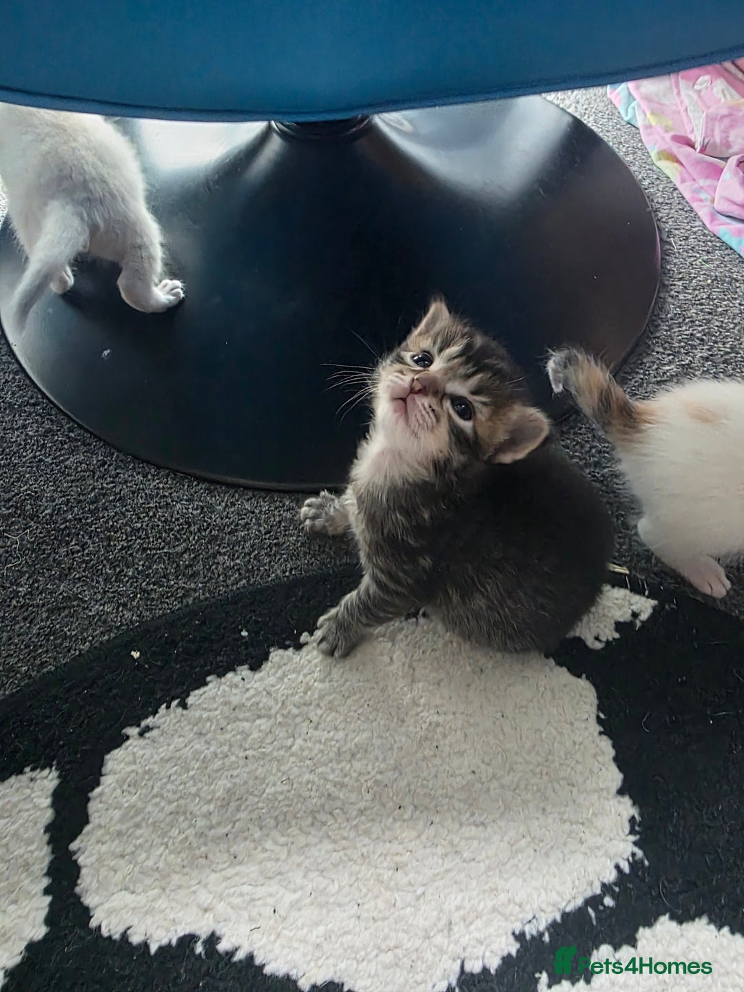 Mixed Breed cats for sale: Beautiful kittens  - Image 6