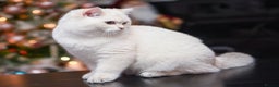 British Shorthair cats for sale: Golden British shorthair Pedigree Neutered  - Advert 1