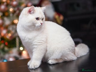 British Shorthair cats Golden British shorthair Pedigree Neutered - Advert 15