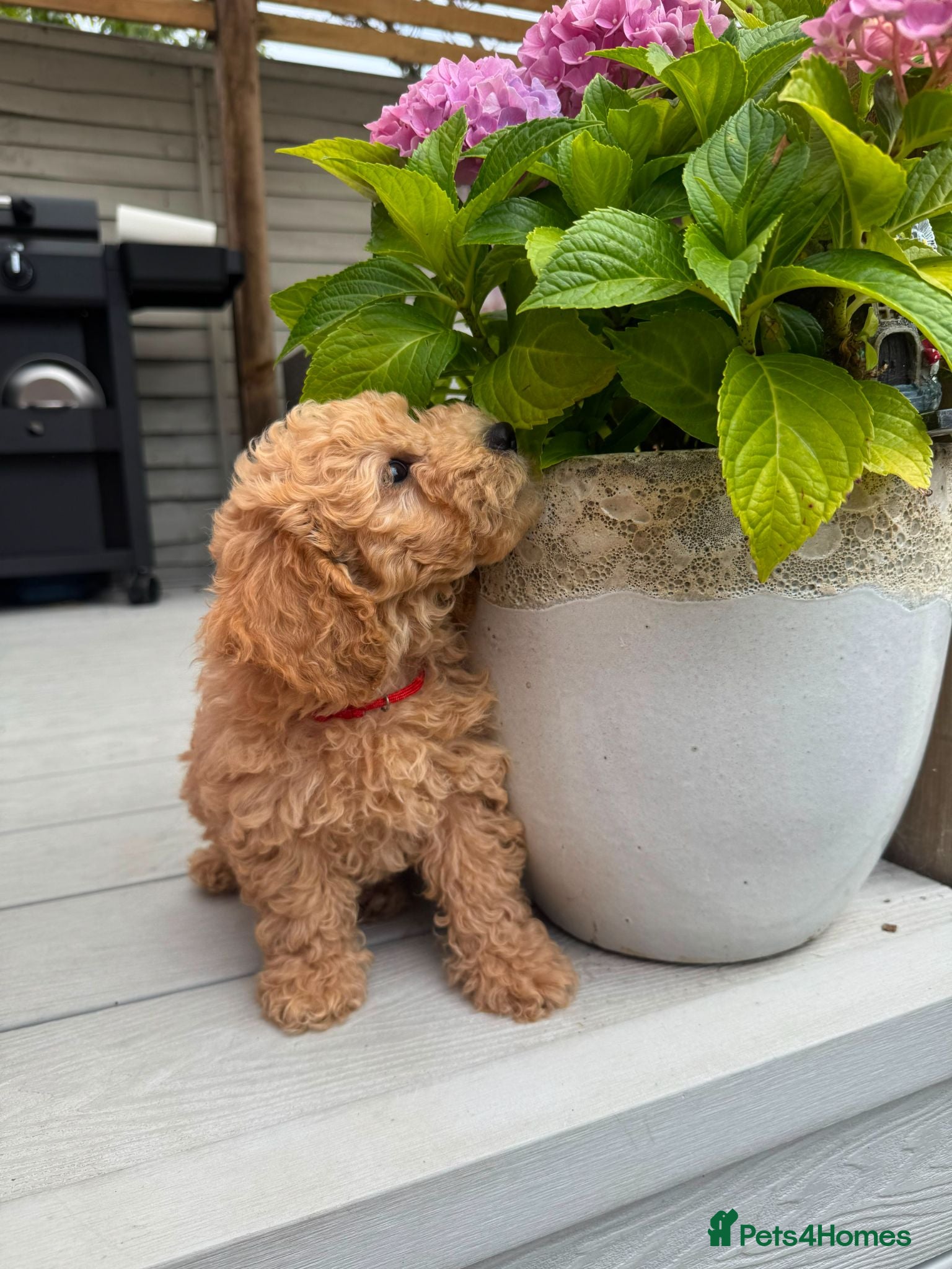Poochon dogs READY NOW - DNA health tested Poochon Puppies 🐶  - Advert 2