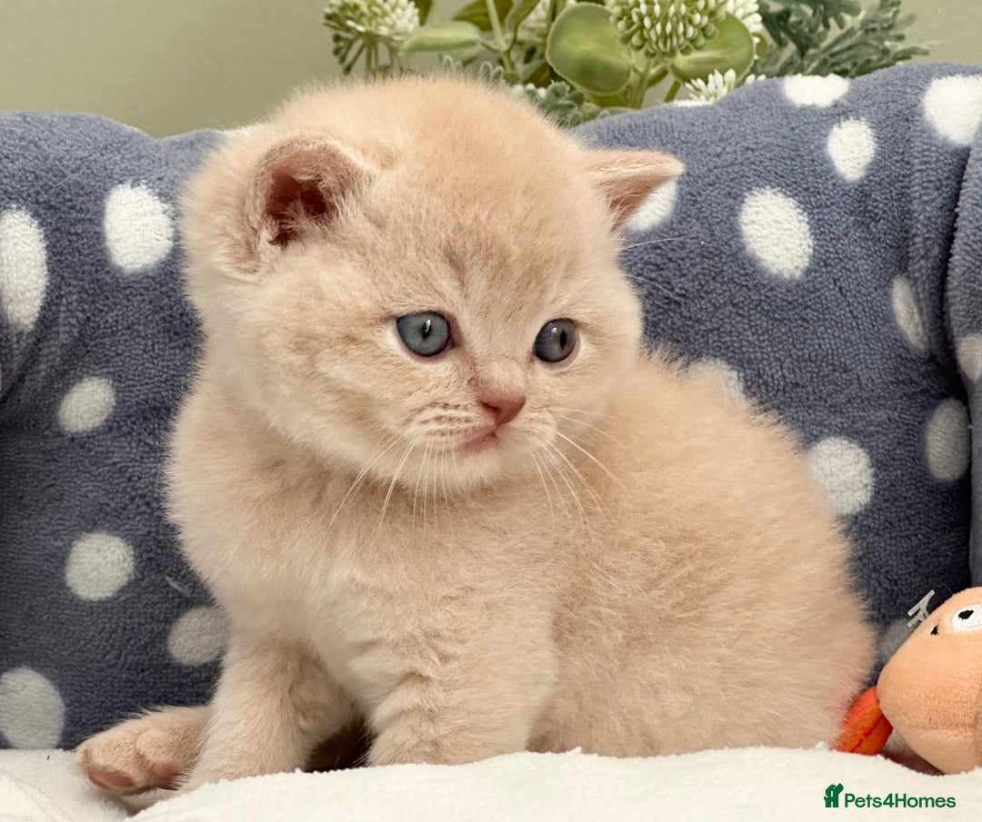 British Shorthair cats for sale: Stunning British Kittens - Image 15