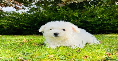 Bichon Frise dogs - Advert 2