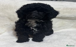 Toy Poodle dogs for sale: Beautiful litter Toy poodles  - Image 1