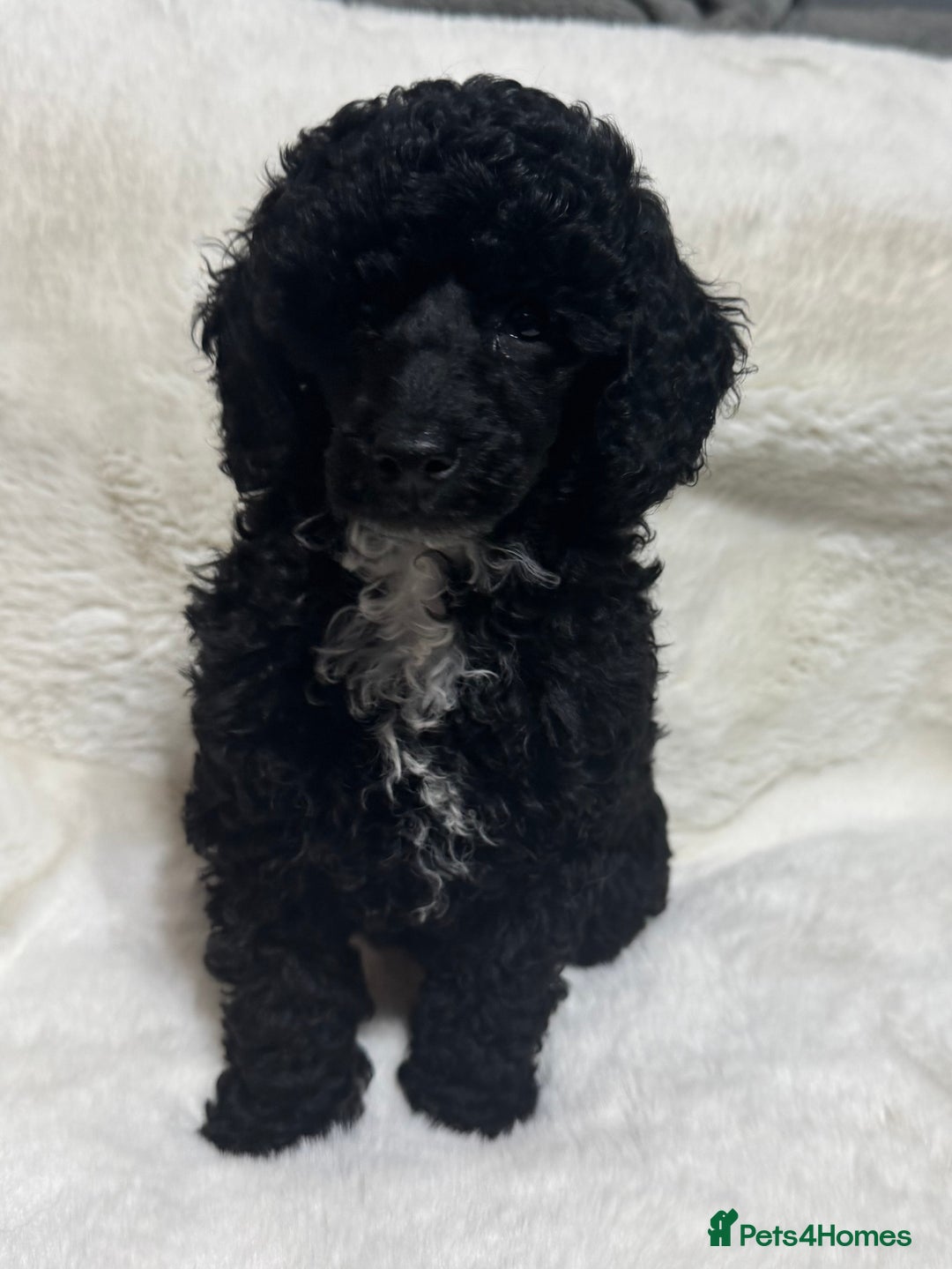 Toy Poodle dogs for sale: Beautiful litter Toy poodles  - Image 1