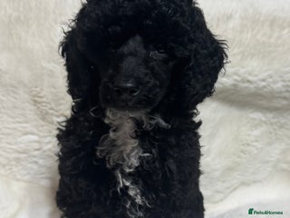 Toy Poodle dogs - Advert 16