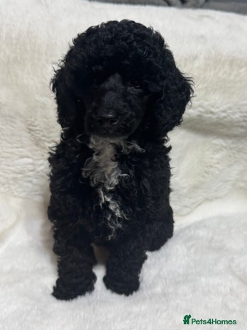 Toy Poodle dogs - Advert 2