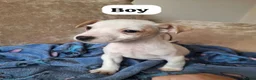 Mixed Breed dogs for sale: ADORABLE Jack Russell pups  - Advert 6