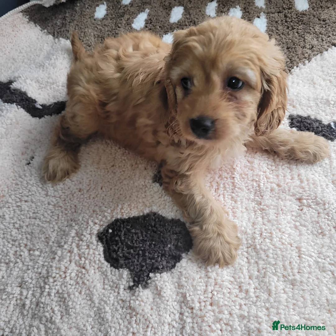 Cavapoo dogs for sale: You F1 Cavapoo puppies - Advert 16