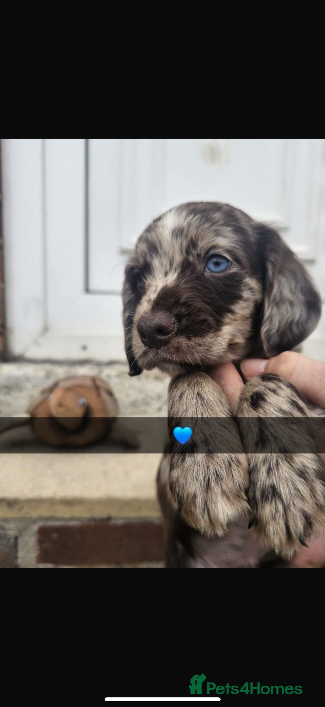 Cocker Spaniel dogs for sale: Gorgeous cocker spaniel puppies ready for new home - Image 1