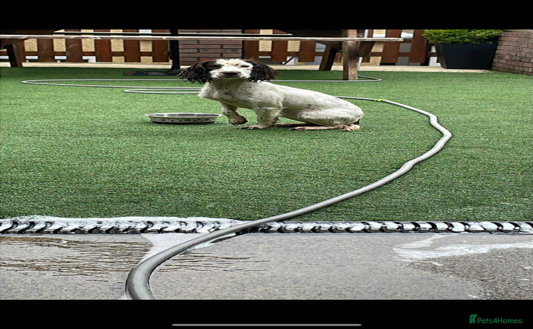 Cocker Spaniel dogs - Advert 9
