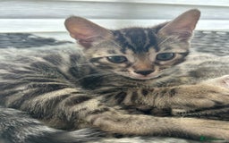 Bengal cats for sale: 🐾 Kittens Looking for a Loving Home! 🐾 - Image 12