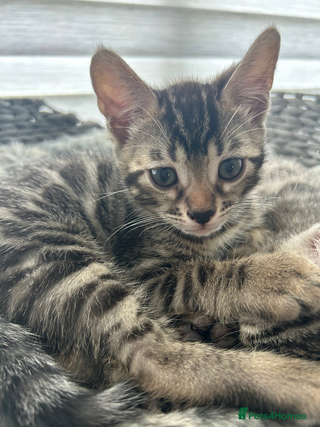 Bengal cats for sale: 🐾 Kittens Looking for a Loving Home! 🐾 - Image 12