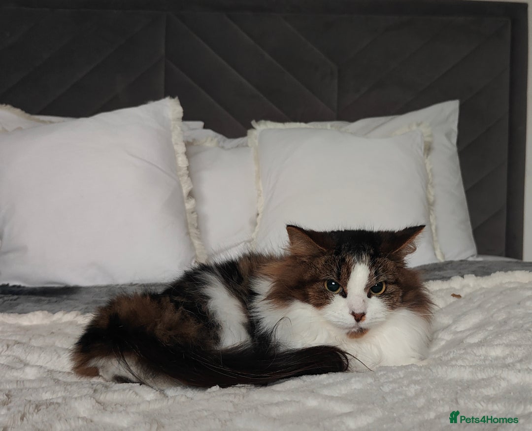 Maine Coon cats for sale: Norwegian Forest Cat - Advert 9