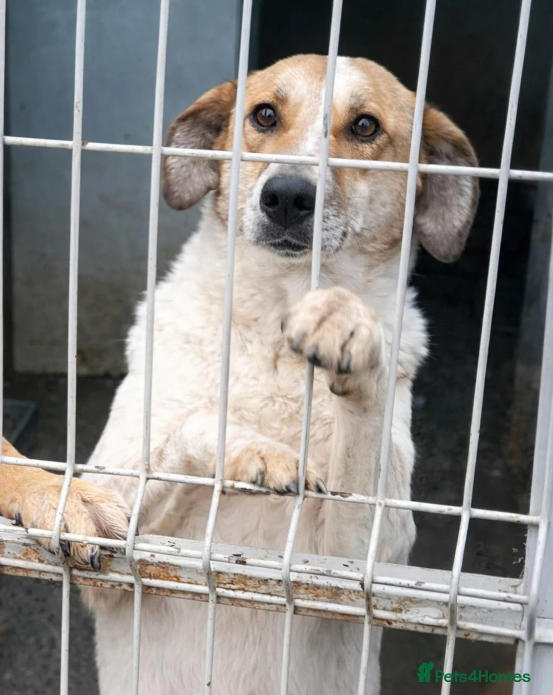 Mixed Breed dogs for adoption: 🤍 JUNIOR – a gentle soul waiting for his family - Advert 3