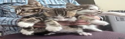 Mixed Breed cats for sale: Beautiful Bengal and Himalayan Kittens for Sale - Advert 2