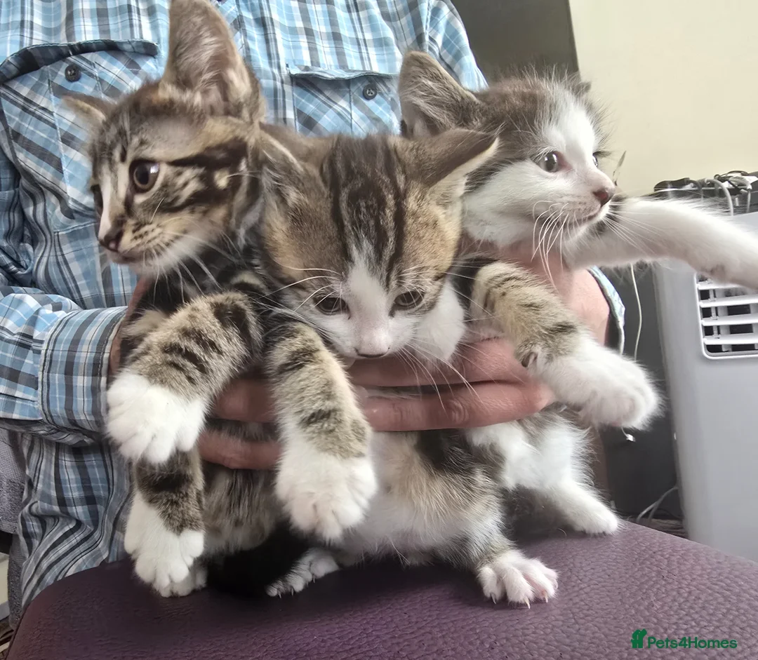 Mixed Breed cats for sale: Beautiful Bengal and Himalayan Kittens for Sale - Advert 2