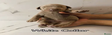 Dobermann 3