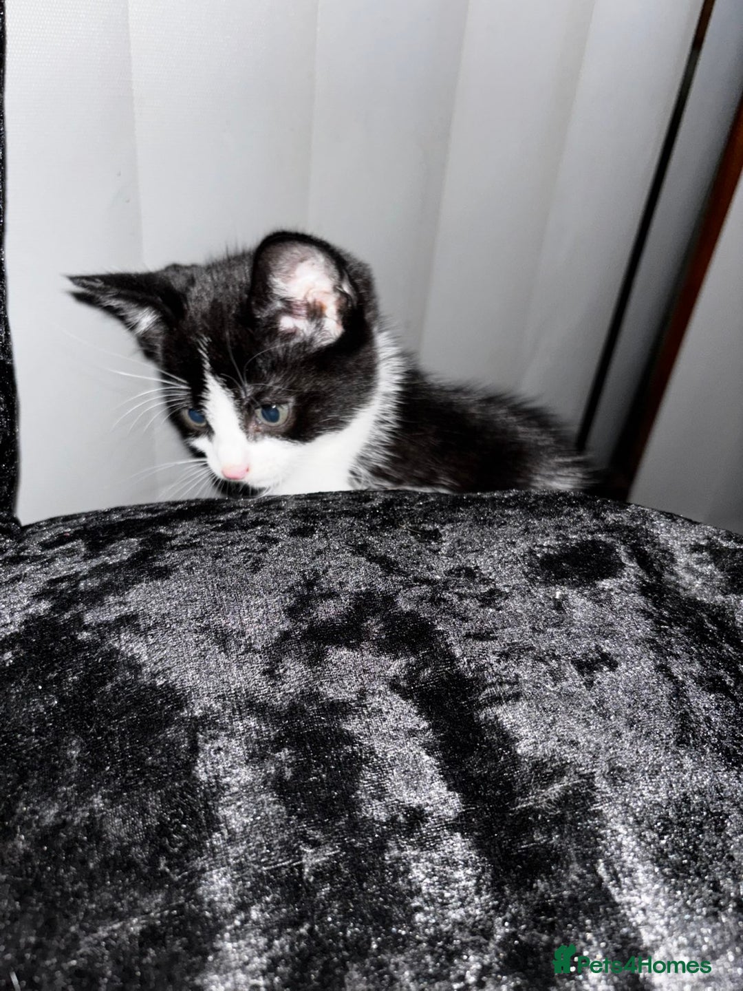 Mixed Breed cats for sale: Kittens  - Advert 7