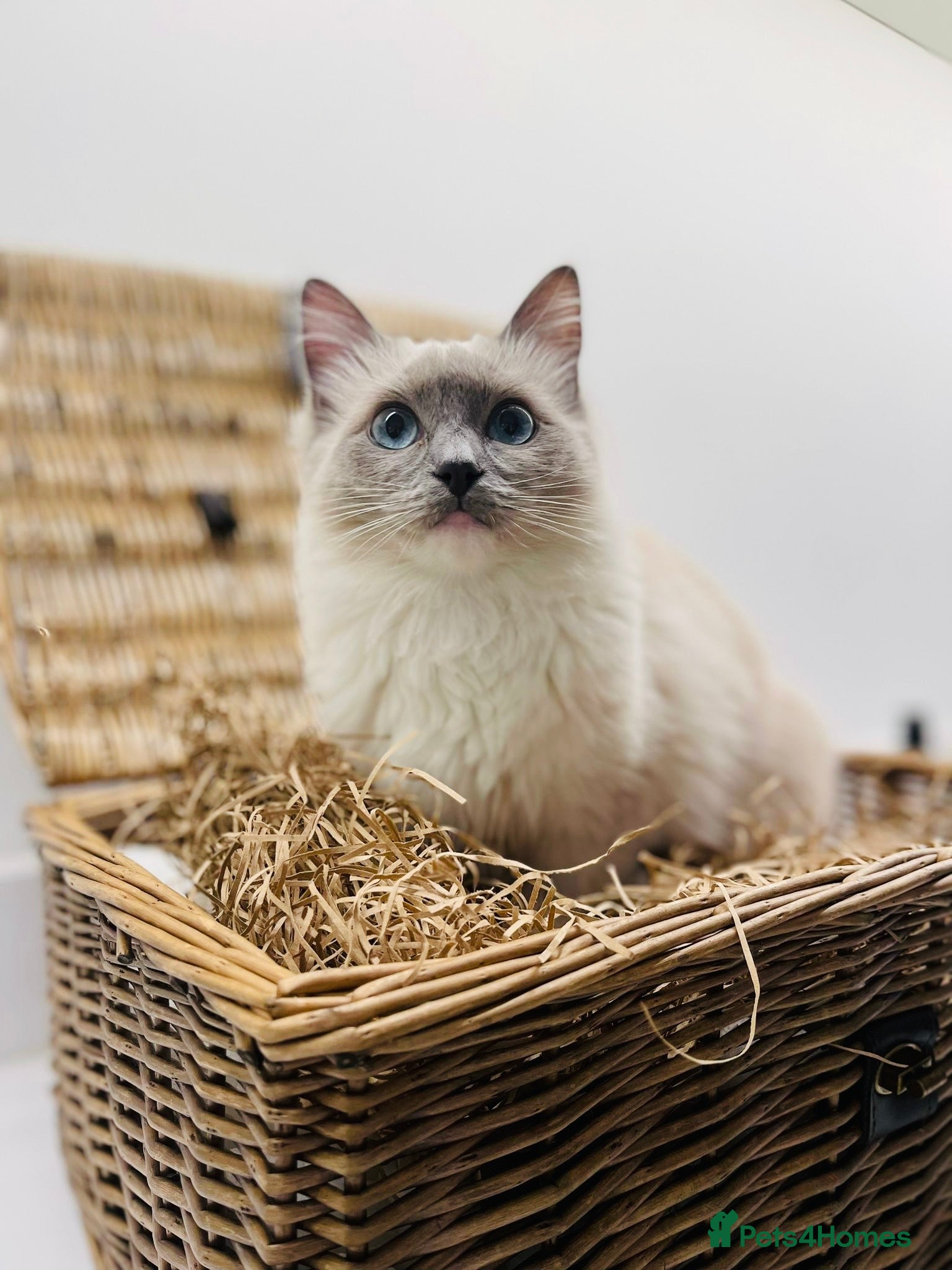 Ragdoll cats Last of litter ragdoll kittens  - Advert 4