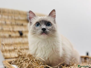 Ragdoll cats Last of litter ragdoll kittens - Advert 4