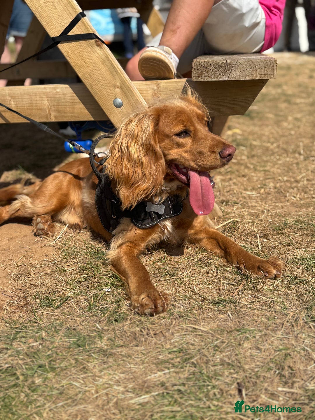 Cocker Spaniel dogs for sale: Cocker spaniel Male 1 year old  - Advert 12