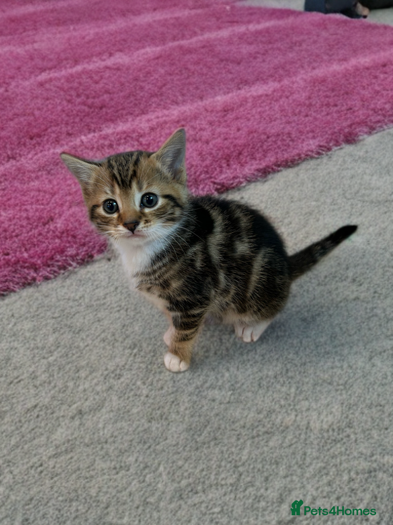 Bengal cats ❗️ 1 beautiful boy left❗️Bengal X kittens   - Advert 7