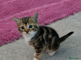 Bengal cats ❗️ 1 beautiful boy left❗️Bengal X kittens - Advert 7