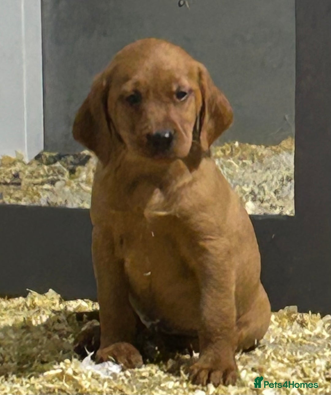 Mixed Breed dogs for sale: Outstanding settador puppies  - Advert 5