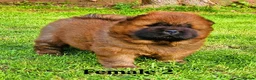 Chow Chow dogs for sale: Crufts and European champions litter  - Advert 4