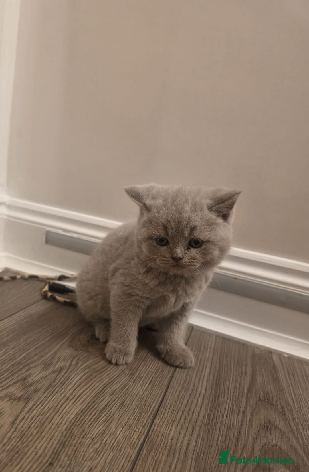 British Shorthair cats for sale: British shorthair - Advert 22